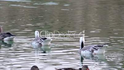wild ducks at the pond