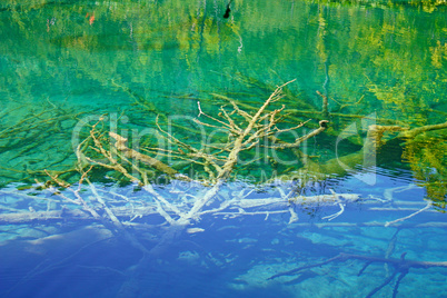 Submerged branches