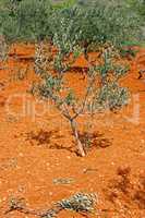 Little olive tree