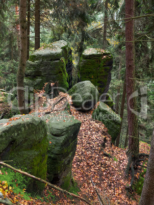Mossy rocks in the forest