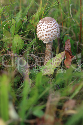 Ragged parasol in the grass