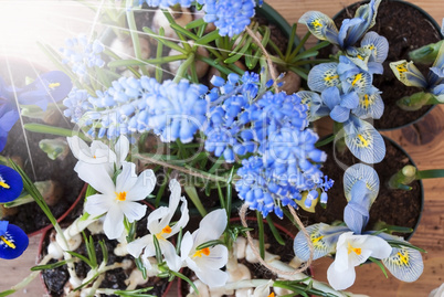 Sunny Spring Flowers, Grape Hyacinth And Crocus