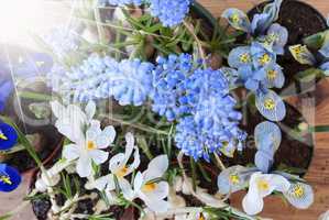Sunny Spring Flowers, Grape Hyacinth And Crocus