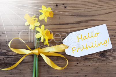 Sunny Narcissus, Label, Hallo Fruehling Means Hello Spring