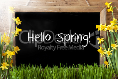 Sunny Narcissus, Chalkboard, Text Hello Spring