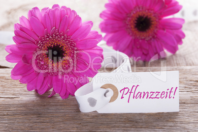 Pink Spring Gerbera, Label, Pflanzzeit Means Planting Season
