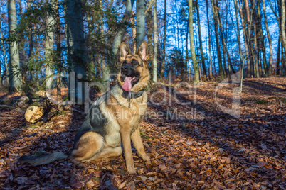 German shepherd dog