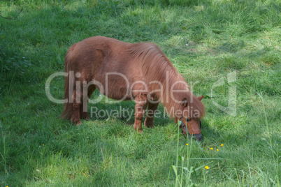 Braunes Pony auf einer Weide