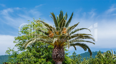 Palme vor einem blauen Himmel