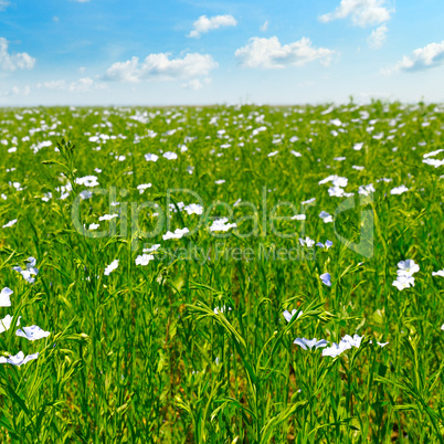 field with flowering flax and blue sky