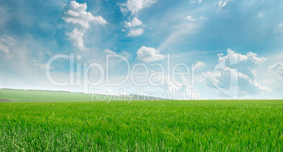 green field and blue sky with light clouds