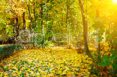 Autumn forest, yellow maple leaves and sunrise