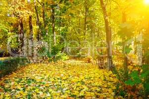 Autumn forest, yellow maple leaves and sunrise