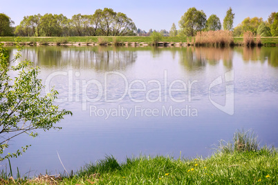 A large beautiful lake, with banks overgrown with reeds.