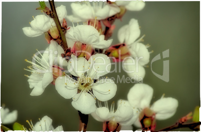 Branch of a blossoming apricot tree.
