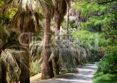 Arboretum of tropical and subtropical plants.