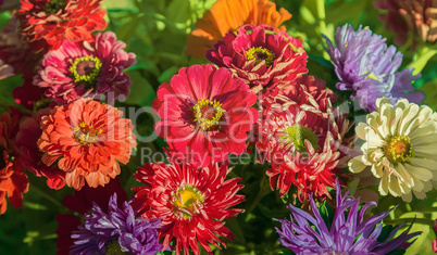 Beautiful flowers of pink and red chrysanthemums.