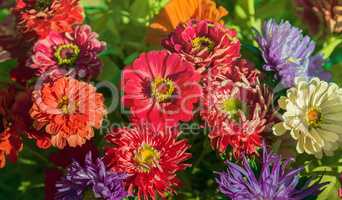 Beautiful flowers of pink and red chrysanthemums.