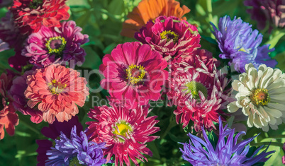 Beautiful flowers of pink and red chrysanthemums.