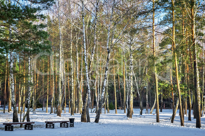 Winter landscape trees in snow.