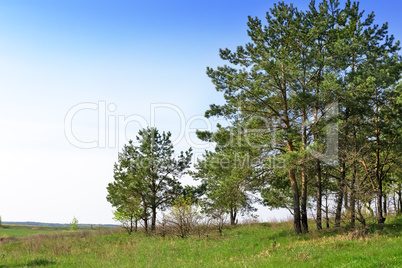 Landscape with pine trees on the edge of the forest.