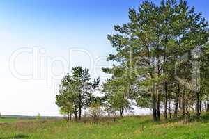 Landscape with pine trees on the edge of the forest.