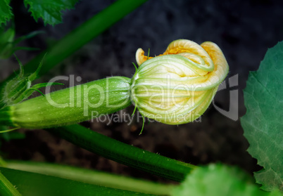 Yellow flower on the young growing zucchini