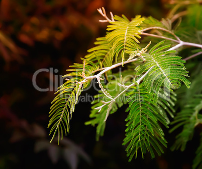 Branch of a Mimosa on a dark background.