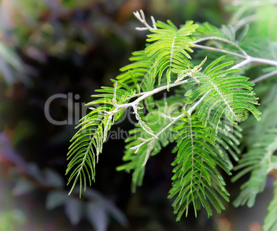 Branch of a Mimosa on a dark background.