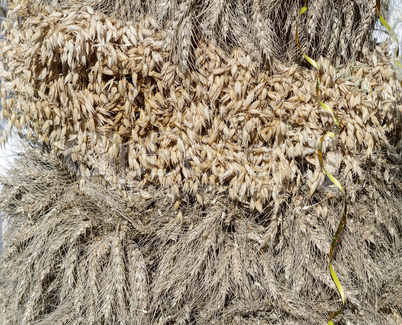 Decoration of ears of various cereals.