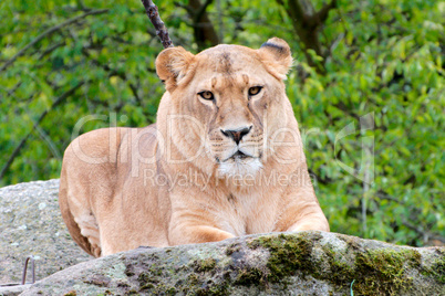 closeup of a female lion
