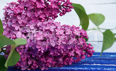 branch of purple lilac with green leaves on a blue wooden surfac