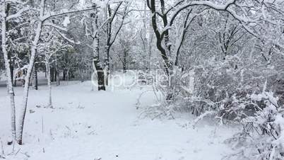 Trees In The Park Covered With Snow