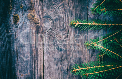 branch of spruce on a gray wooden surface