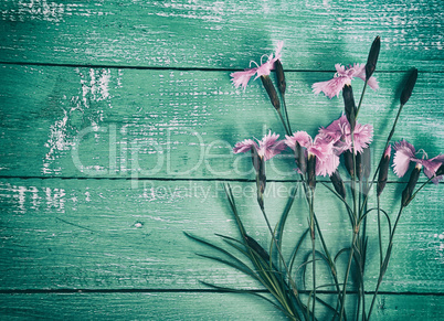 Bouquet of wild flowers carnation on the green wooden surface