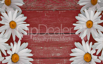 Daisy chamomile flowers on wooden background