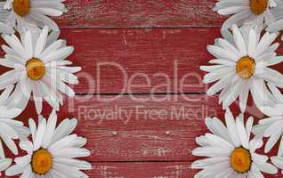 Daisy chamomile flowers on wooden background