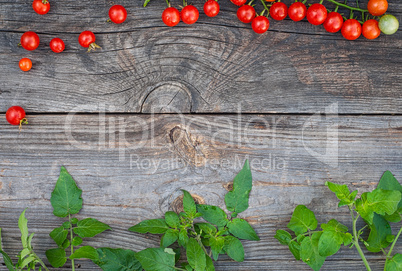 Grey wooden background with ripe red cherry tomatoes and green b