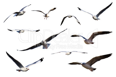 Set of sea gulls isolated on white.