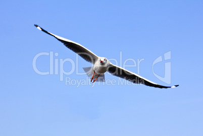 A photo of a flying seagull and blue sky.