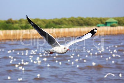 A photo of a flying seagull.