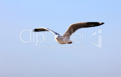 A photo of a flying seagull.