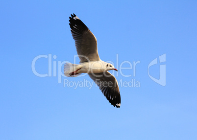 A photo of a flying seagull and blue sky.