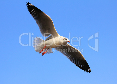 A photo of a flying seagull and blue sky.