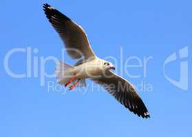 A photo of a flying seagull and blue sky.
