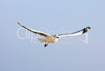A photo of a flying seagull.