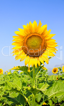 Beautiful sunflower with green leaves.