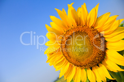 Beautiful sunflower isolated naturally on blue sky.