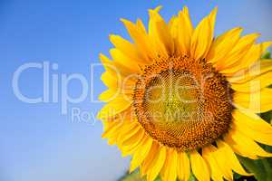 Beautiful sunflower isolated naturally on blue sky.