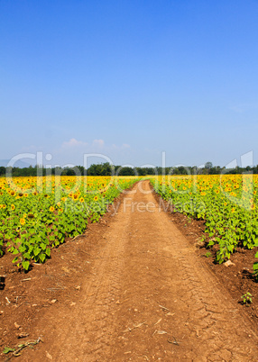 Sunflowers field and road.